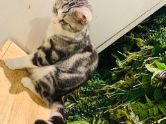 -猫小院猫主题餐厅(三里屯店)