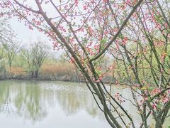 -长兴太湖图影湿地文化园