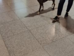 -巴塞罗那约瑟·塔拉德利亚斯-埃尔·普拉特机场