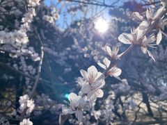 -朝阳公园
