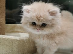 -無邪日式甜品(世博源店)