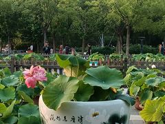 -莲花池公园