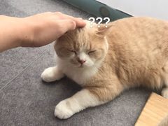 -Heymao猫咖.咖啡厅(东门店)