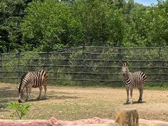 -大连森林动物园