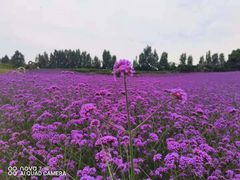 -紫颐香薰山谷景区