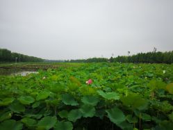 -水八仙生态园