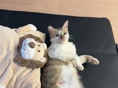 -宠颐生宠物医院·异宠猫科内科·诊疗中心宠巢店
