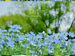 -上海滨江森林公园