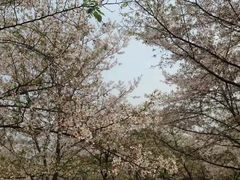 -武汉大学-樱园