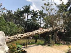 -瑞丽独树成林风景区