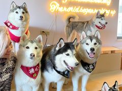 -Husky Go! 哈士奇体验馆·宠物咖啡厅狗咖