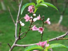 -神光山国家森林公园