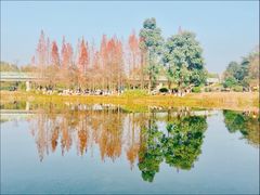 -白鹭湾湿地公园