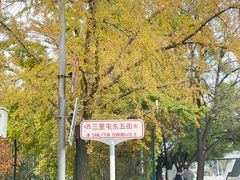 -三里屯东五街银杏大道