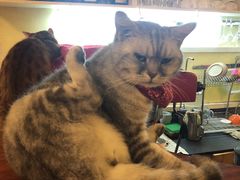 -猫色咖啡·猫咖