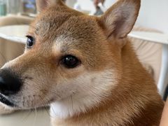 -怪兽屋·羊驼·猫咖·狗咖(俊华广场店)