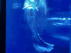 -太平洋海底世界