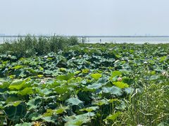 -七的湖·晚芳亭·阳澄湖农家菜·大闸蟹(莲花岛店)