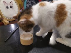 -猫小院猫主题咖啡厅(北锣店)