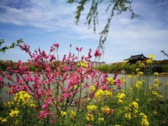 -南汇桃花村