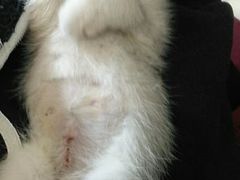 -安安宠医·安宠宠物医院