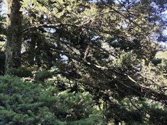 -庐山风景区花径公园