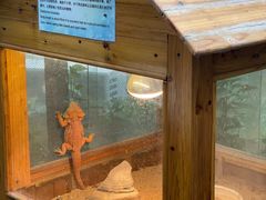 -上海大自然野生昆虫馆