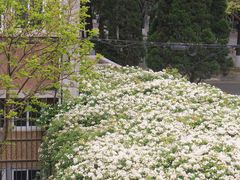 -四川大学(望江校区)