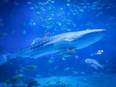 -烟台海昌鲸鲨海洋公园