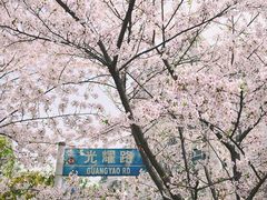 -高东镇樱花园