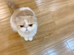 -滚猫咖啡·猫咖·猫友好撸猫(未来城店)