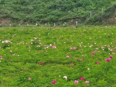 -芦芽山旅游度假区