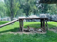 -北京野生动物园