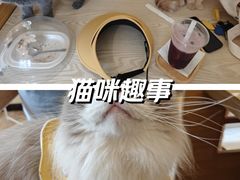 -滚猫咖啡·猫咖·猫友好撸猫(未来城店)