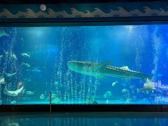 -烟台海昌鲸鲨海洋公园