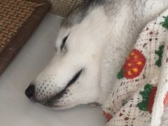 -星多哈·狗咖·拼豆·咖啡