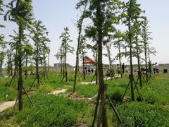 -南汇嘴观海公园