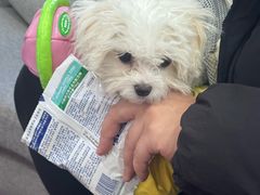 -宠爱国际动物医院·消化内科·心肾内科·ISFM猫友好(望京店)