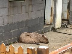 -合肥野生动物园