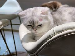 -飞行喵MR PILOT|猫舍·猫咖(静安大融城店)