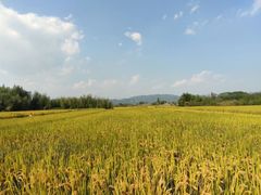 -良渚古城遗址公园