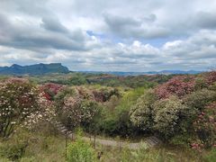 -贵州百里杜鹃风景名胜区