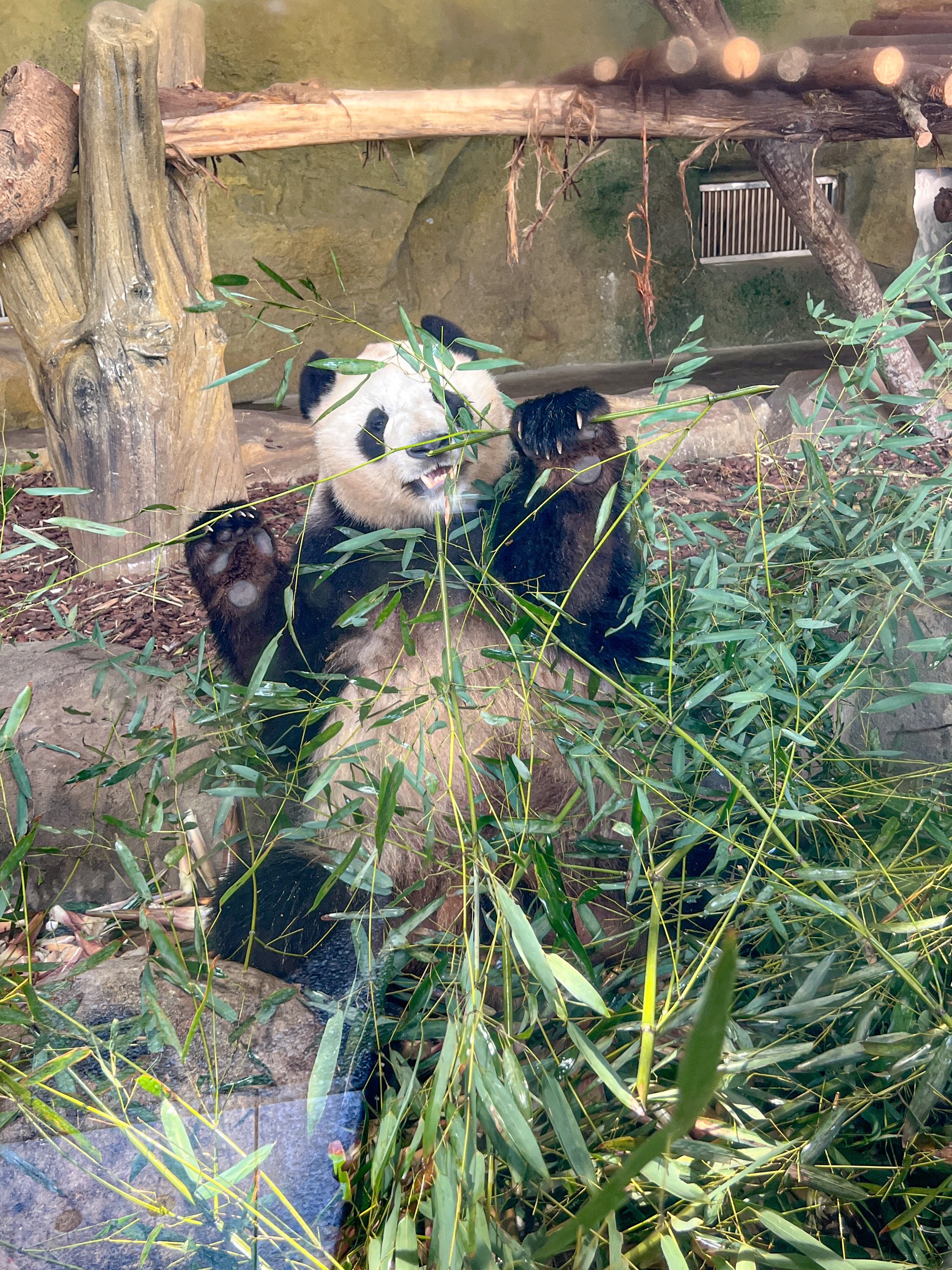 大熊猫基地鸟瞰图图片