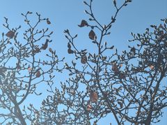 -香港深井掂檔烧鹅茶餐厅(海韵城店)