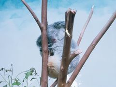 -广州长隆野生动物世界