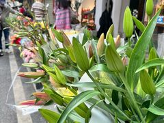-溪岸路花鸟市场
