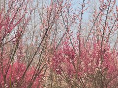 -蜀冈西峰生态公园