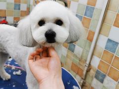 -米苏动物医院·犬猫专科·骨科外科内窥镜