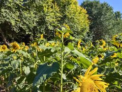 -长白岛森林公园