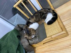 -李小姐の猫咖啡馆(五角场店)